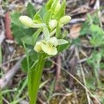 Dactylorhiza insularis Flower