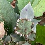 Pycnanthemum muticum Flower