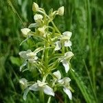 Platanthera chloranthaFlor