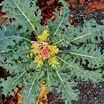 Crambe maritima Leaf