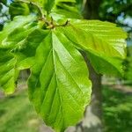 Parrotia subaequalis Hoja