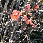 Chaenomeles japonica 花