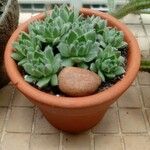 Sempervivum minutum Hoja