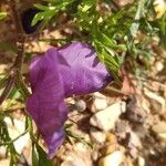 Roemeria hybrida Flor