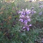 Salvia leucophylla Цветок