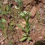 Valeriana discoidea Outro