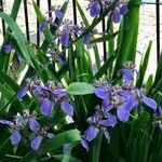 Trimezia coerulea Flower