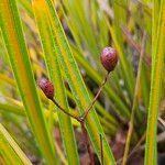 Libertia peregrinans Fruit