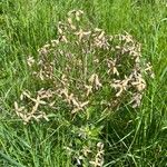 Hesperis tristis Flor