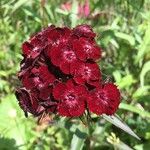 Dianthus barbatus Blomma