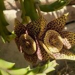 Orbea variegata Blomma