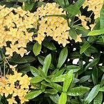 Ixora chinensis Blüte