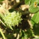 Medicago rigidula Fruit