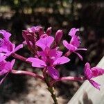 Epidendrum secundum Flor