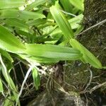 Oeoniella polystachys Yaprak
