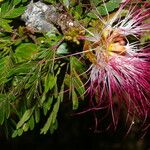 Calliandra bijuga Агульны выгляд