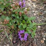 Prunella grandiflora 整株植物