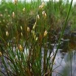 Juncus stygius Hábitos