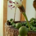 Senecio rowleyanus Květ