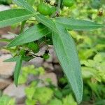 Passiflora suberosa Leaf