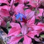 Ceratostigma plumbaginoides Flower