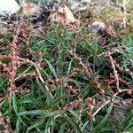 Amaranthus muricatus পাতা