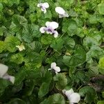 Viola hederaceaCvet