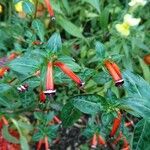 Cuphea ignea Blüte