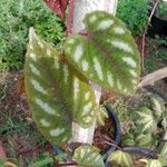 Cissus javana Folha