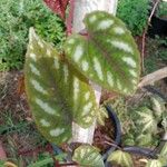 Cissus discolor Folha