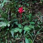 Stenorrhynchos speciosum Flower