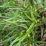 Maxillaria gomeziana Leaf