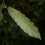 Brunfelsia guianensis Φύλλο