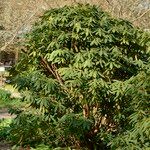 Rhododendron sikangense Hábito