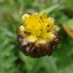 Trifolium badium Цвят