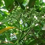 Tetradium daniellii Blüte