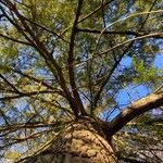 Torreya californica Hábito