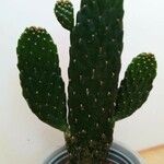 Consolea rubescens Hoja
