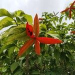 Sterculia lanceolata Çiçek