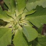 Euphorbia heterophylla Foglia