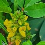 Crotalaria pycnostachya Kvet