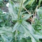 Lychnis chalcedonica Lapas