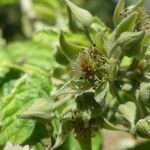 Rubus apetalus Flower