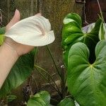 Anthurium obtusilobum Leaf