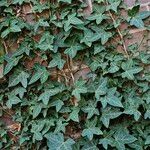 Hedera hibernica Blad