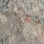 Platanus x hispanica Bark