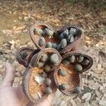 Sterculia foetida Fruit