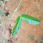Zornia latifolia Folla