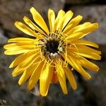 Hymenonema laconicum Flor