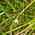 Lobelia anceps 花